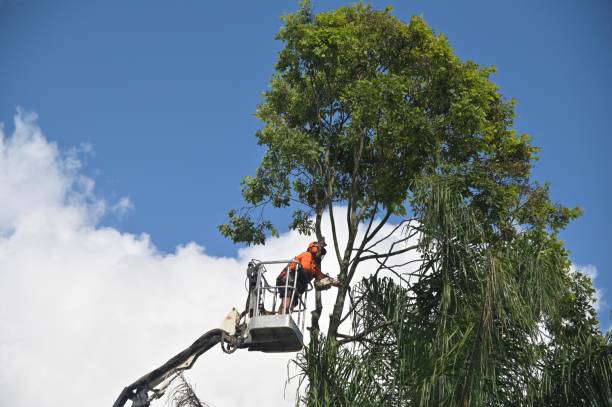 Best Palm Tree Trimming  in Bellville, TX