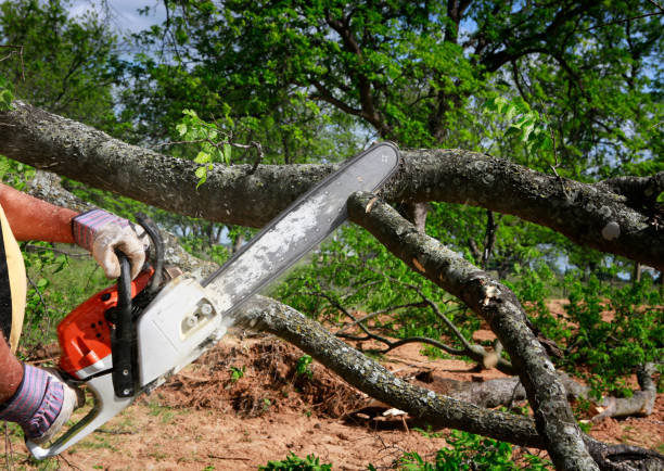 How Our Tree Care Process Works  in  Bellville, TX